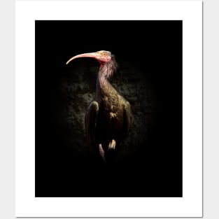 Northern bald ibis Posters and Art